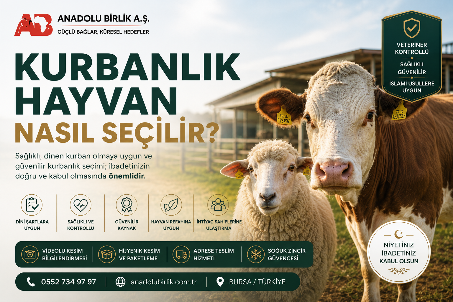 Kurbanlık Hayvan Nasıl Seçilir?