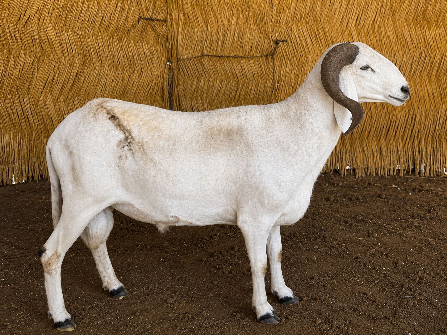 Adak Kurbanı Koç
